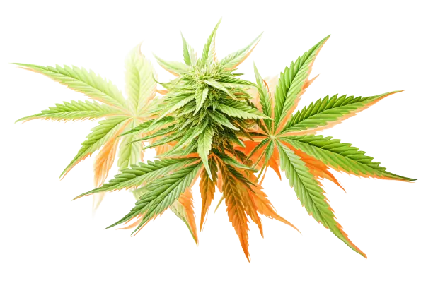 Farbenprächtige Blätter und Blüte des Cannabis. Eine blühende Cannabispflanze, die in bunten Tönen strahlt.